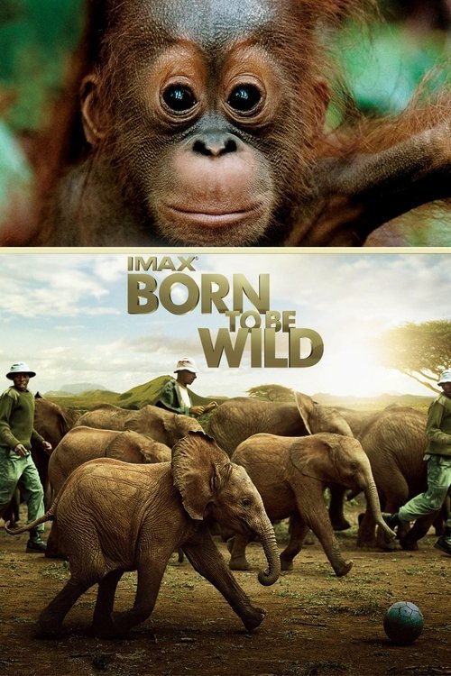 Born to Be Wild afişi