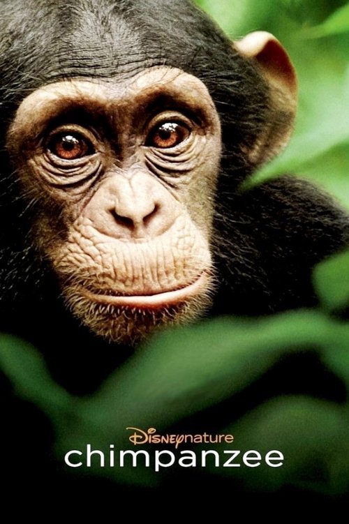 Chimpanzee afişi